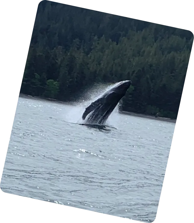 Sea otter floating in Klawock waters